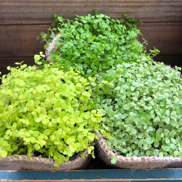 3個セット♡ベビーティアーズ♡天使の涙♡ガーデニング♡観葉植物 17枚目の画像