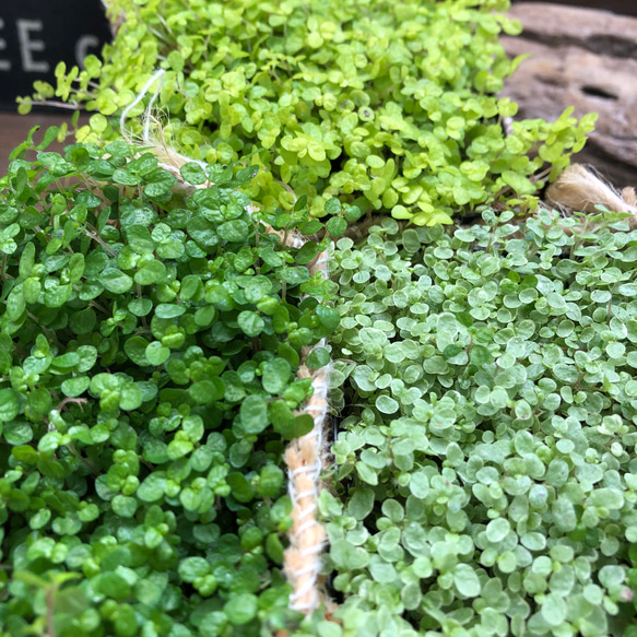 3個セット♡ベビーティアーズ♡天使の涙♡ガーデニング♡観葉植物 4枚目の画像