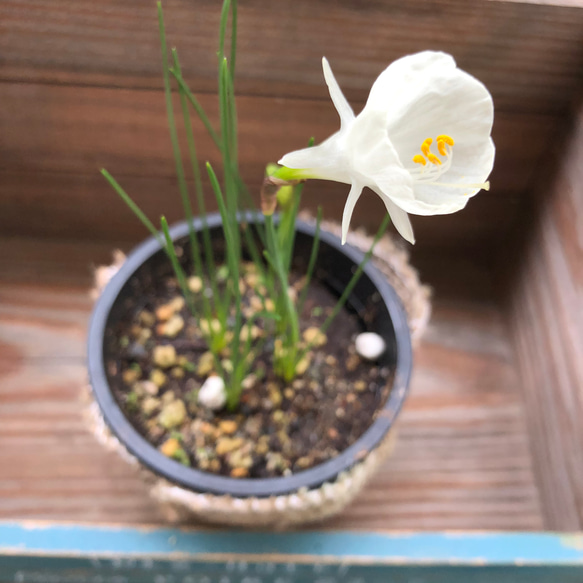 原種水仙♡スイセン♡バルボコディウム♡観葉植物♡ガーデニング 18枚目の画像