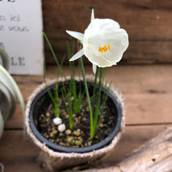 原種水仙♡スイセン♡バルボコディウム♡観葉植物♡ガーデニング 3枚目の画像