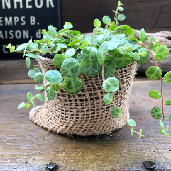 希少♡タートル♡ペペロミア♡観葉植物♡インテリア 17枚目の画像