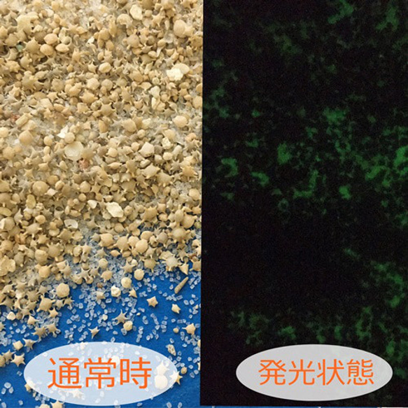 蓄光砂と星の砂・太陽の砂・珊瑚の欠片ミックス20ｇ！レジン製作・ハンドメイド材料・素材／型番12 1枚目の画像