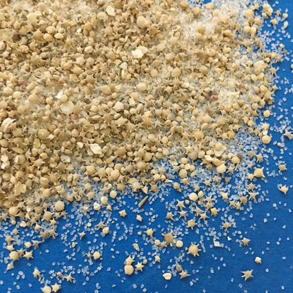蓄光砂と星の砂・太陽の砂・珊瑚の欠片ミックス20ｇ！レジン製作・ハンドメイド材料・素材／型番12 5枚目の画像