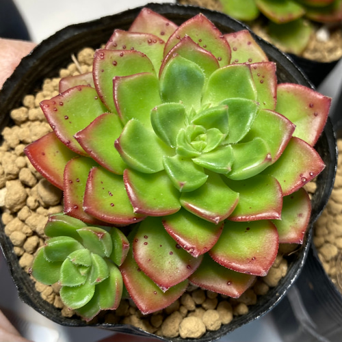 SOLD マジックジャムゴールド 厳選韓国苗 名前付き 多肉植物 〜Green