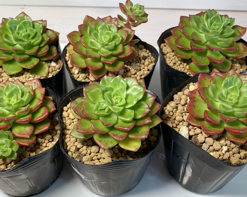 SOLD マジックジャムゴールド 厳選韓国苗 名前付き 多肉植物 〜Green