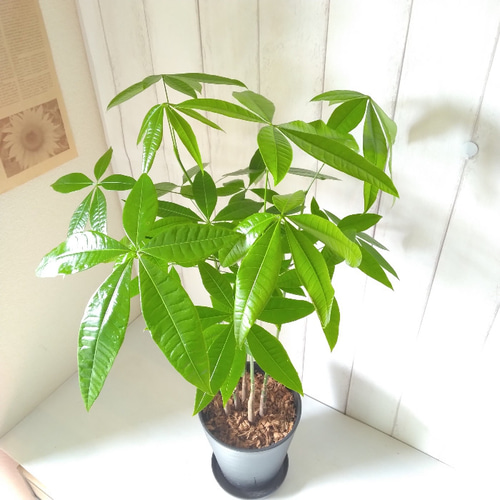 パキラ 5本植え 高級セラアート鉢受皿付 縁起物観葉植物 樹形綺麗 高さ