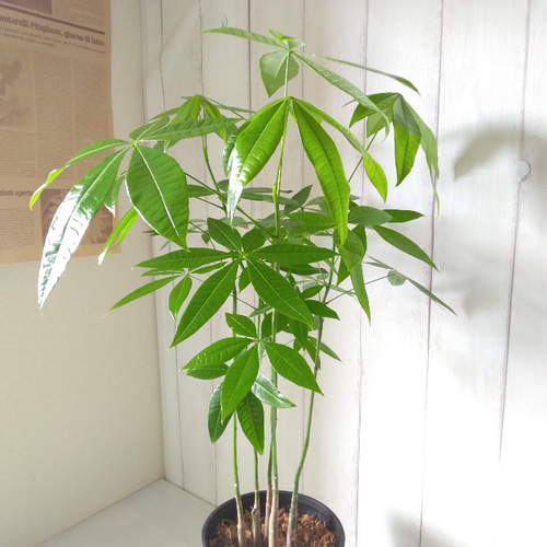 パキラ 5本植え 高級セラアート鉢受皿付 縁起物観葉植物 樹形綺麗 高さ