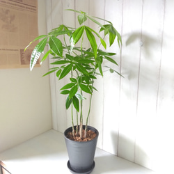 ❤❤縁起物　パキラ　長さ鉢のままは応相談!!!❤❤ パキラ 5本植え 高級セラアート鉢受皿付 縁起物観葉植物 樹形綺麗 高さ