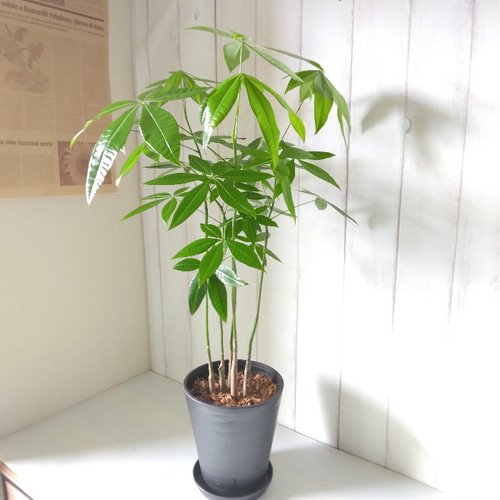 パキラ 5本植え 高級セラアート鉢受皿付 縁起物観葉植物 樹形 パキラ 5本植え 高級セラアート鉢受皿付 縁起物観葉植物 樹形
