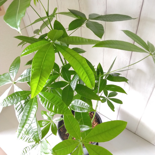 ❤❤縁起物　パキラ　長さ鉢のままは応相談!!!❤❤ ❤❤縁起物 パキラ 長さ鉢のままは応相談!!!❤❤ 観葉