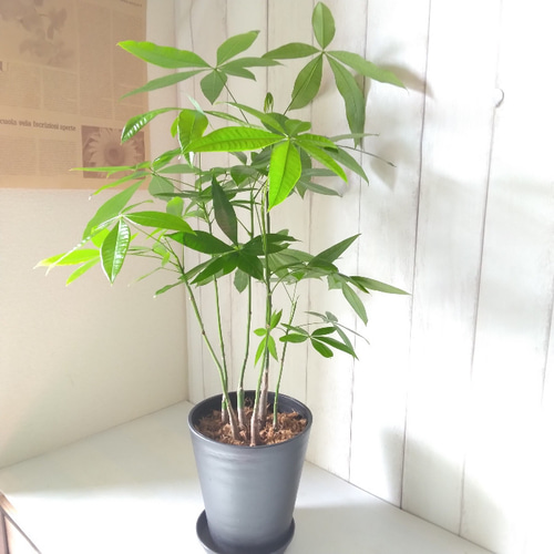 パキラ 5本植え 高級セラアート鉢受皿付 縁起物観葉植物 樹形綺麗 高さ