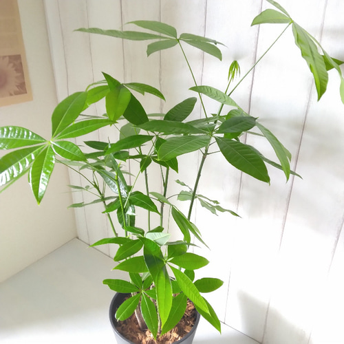 【直接取引】パキラ　樹形綺麗　観葉植物　10号 パキラ 10号 | 観葉植物の通販ならHitoHana（ひとはな）