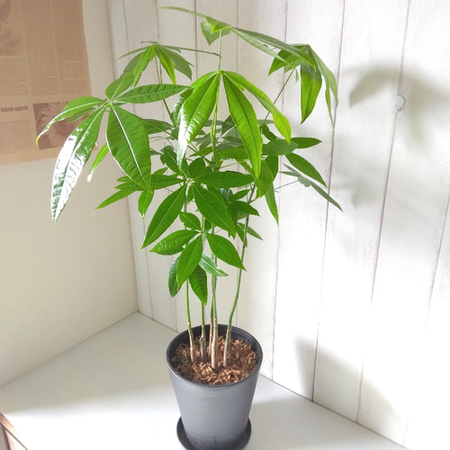 パキラ 5本植え 高級セラアート鉢受皿付 縁起物観葉植物 樹形綺麗 高さ