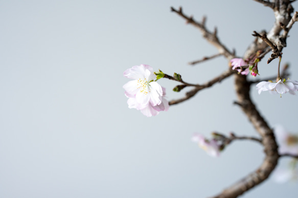 十月桜｜氷青のうつわ 5枚目の画像