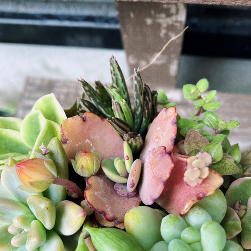 ❤️多肉植物❤️そのまま飾れる寄せ植え❤️スイカねこちゃん汽車❤️ ☆送料無料☆♡そのまま飾れる♡シマエナガちゃんの多肉植物寄せ