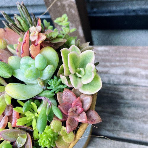 優れた品質 多肉植物の寄せ植え付き壁飾り♡そのまま飾れます その他 ...