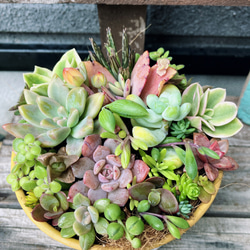 多肉植物寄せ植え そのまま飾れます 多肉植物 はなちかちゃん