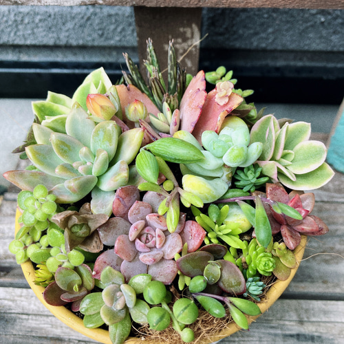 憧れの 多肉植物寄せ植え はなちかちゃん 多肉植物 そのまま飾れます フラワー・ガーデニング