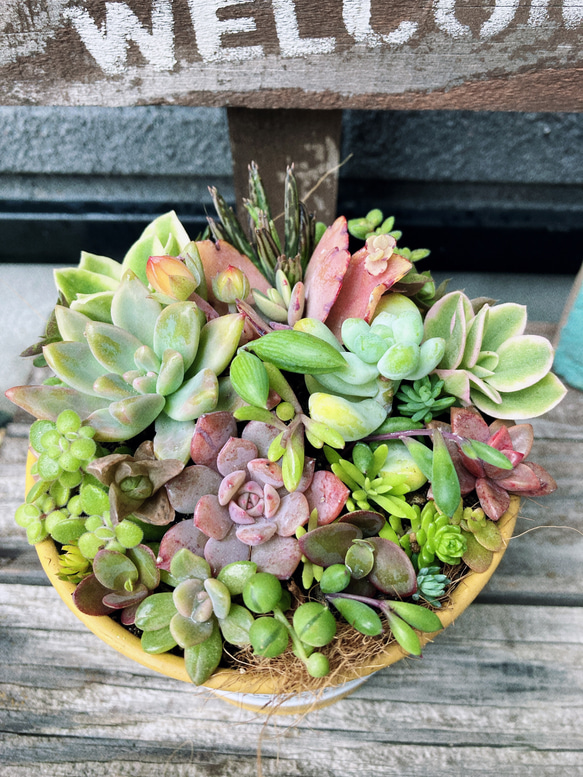 多肉植物寄せ植え そのまま飾れます 多肉植物 はなちかちゃん 多肉植物寄せ植え そのまま飾れます 多肉植物 はなちかちゃん