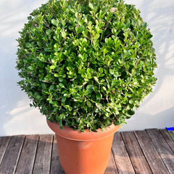 ✤ ユーカリ ポポラス ✤ フレッシュ*＊ 即日☆【造花】YDM/ポポラスユーカリスプレー GR/FG -5134-GR - 花材