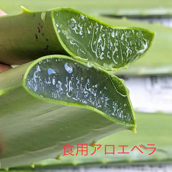 アロエベラ・切り葉 1枚目の画像