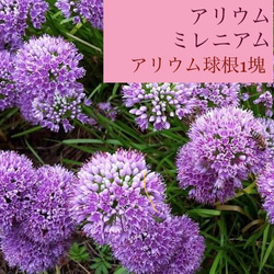 スタイリッシュシンプル 曲り藤 藤実生2年生苗1株 盆栽仕立て - 通販