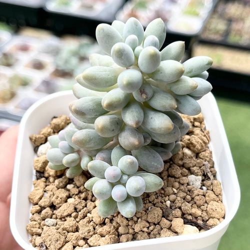 SOLD ベビーフィンガー マチューカ 厳選韓国苗 名前付き 多肉植物