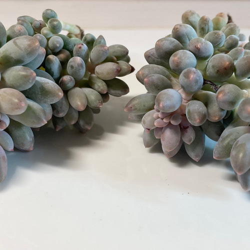 SOLD ベビーフィンガー② 厳選韓国苗 名前付き 多肉植物 〜Green〜多肉