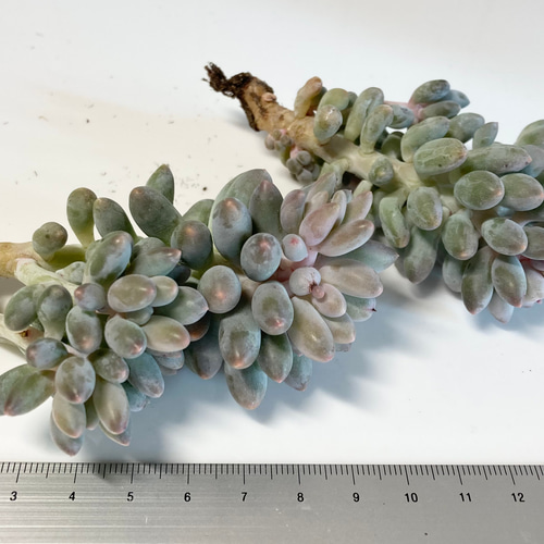 SOLD ベビーフィンガー② 厳選韓国苗 名前付き 多肉植物 〜Green〜多肉