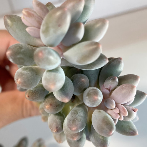 SOLD ベビーフィンガー② 厳選韓国苗 名前付き 多肉植物 〜Green〜多肉