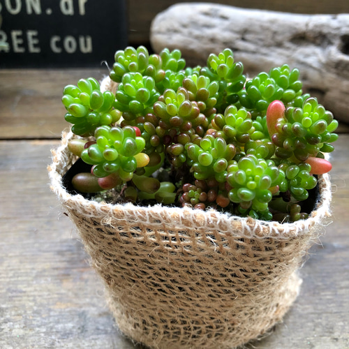 レッドベリー♡希少品種♡多肉植物♡セダム♡もりもり アート