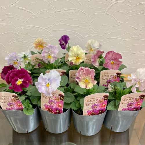 SALE！フリル咲きパンジー『シエルブリエ』花日和オリジナル3ポット