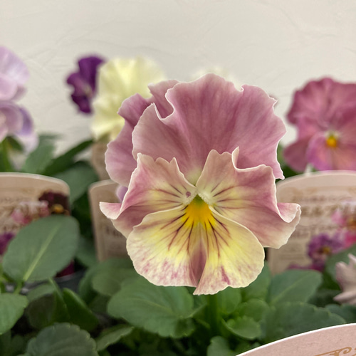 パールさま　ＦＲ27♥花日和さん　フリルパンジー　シエルブリエ パールさま FR27♥花日和さん フリルパンジー シエルブリエ 花日和さんの