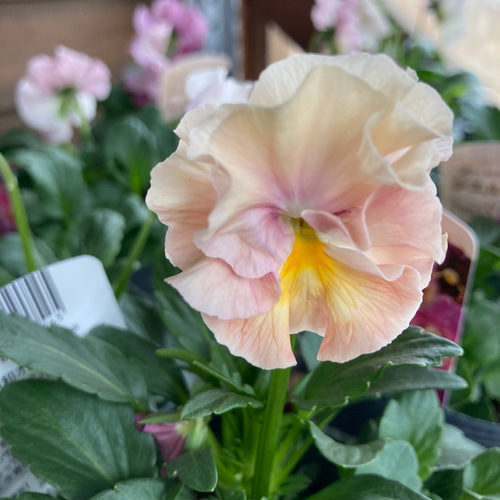 SALE！フリル咲きパンジー『シエルブリエ』花日和オリジナル3ポット