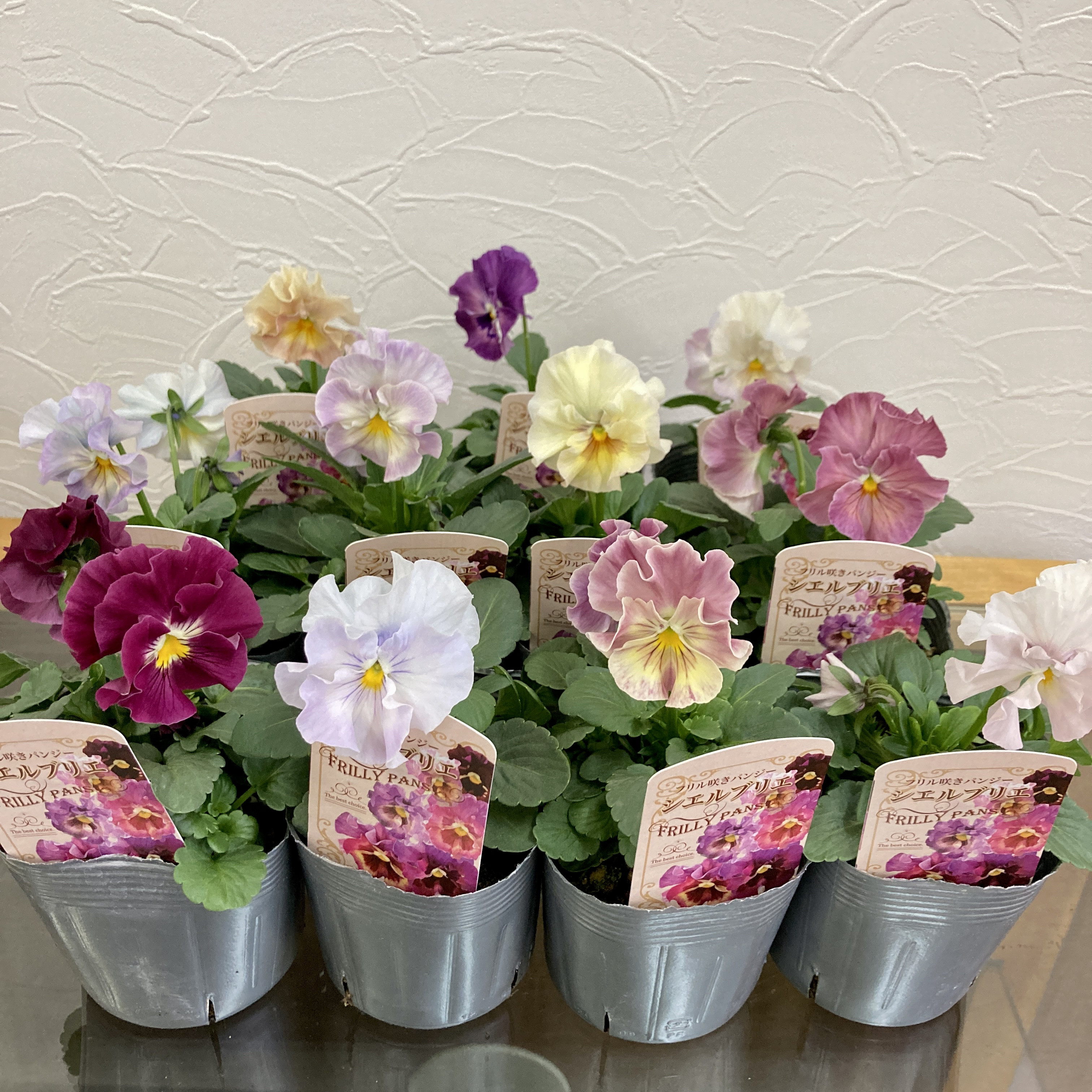 SALE！フリル咲きパンジー『シエルブリエ』花日和オリジナル3ポット