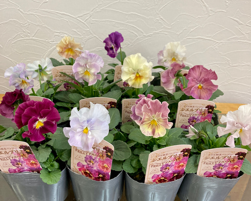【土日限定セール‼︎】フリルパンジーとアネモネの豪華な寄せ植え ボルドーカラーにひたすら寒色系の草花を重ねたプランター風横長
