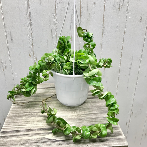 【現品】珍しい中斑タイプ　ホヤ・カルノーサ・コンパクタ斑入り　7号吊鉢　TK番 観葉植物 熱帯植物 吊り鉢 ハンギング ホヤ カルノーサ