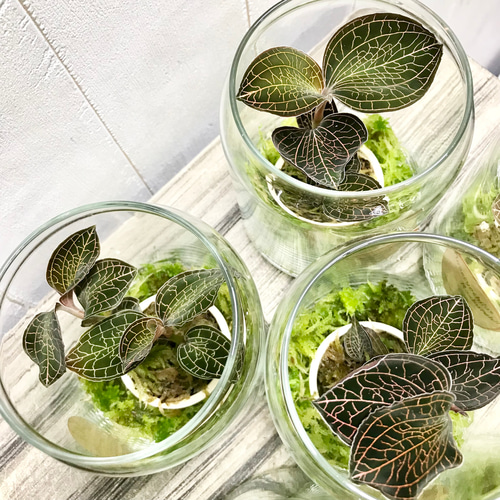 ジュエルオーキッド アネクトキルス ロクスバーギーUSA ガラス瓶