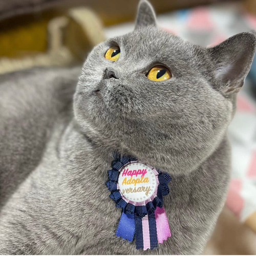 うちの子記念日 ロゼット Adoptaversary うちの子記念首輪