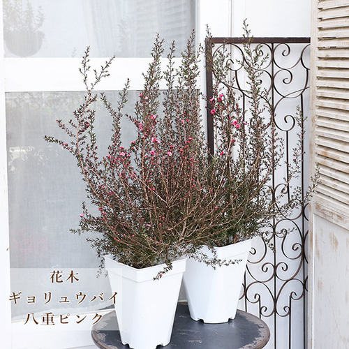 現品販売 花木 八重咲き ギョリュウバイ ピンク 魚柳梅 7号 高さ90cm