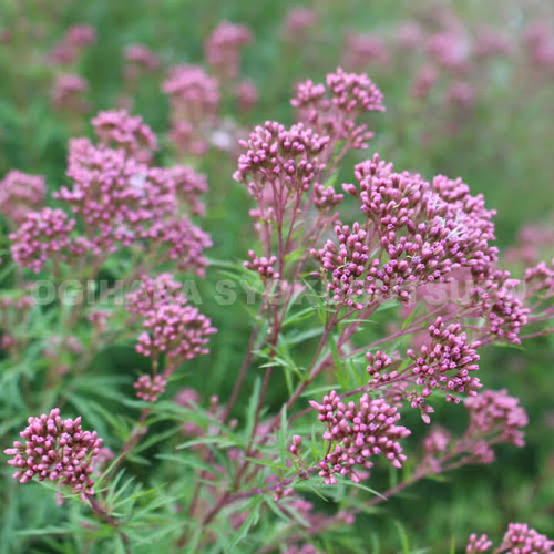 ユーパトリウム　羽衣　種　20粒