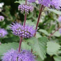 9☘️ヒペリカム苗☘️ ❤抜き苗❤ 選べるおまけつき 無農薬 9