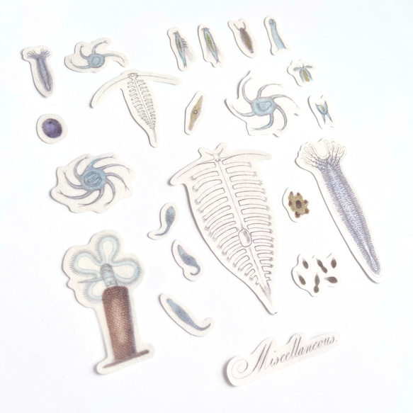 アンティーク標本画シール《 海洋生物 │ Miscellaneous. 》 3枚目の画像