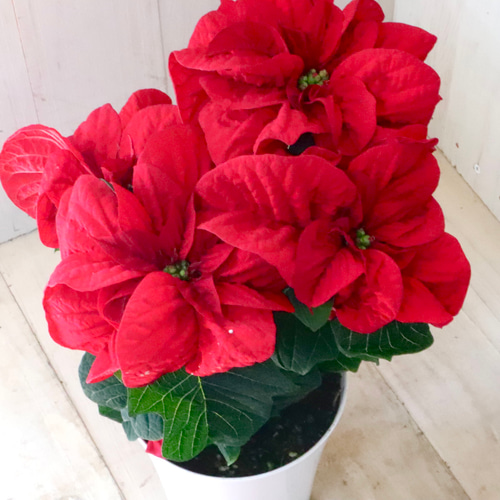 バラ咲き♡ポインセチア♡ウィンターローズ♡クリスマス♡ アート