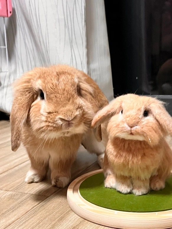 羊毛フェルト そっくり ウサギ オーダーメイド｜写真から作る ペットリアル ぬいぐるみ｜うさぎロス メモリアル レプリカ
