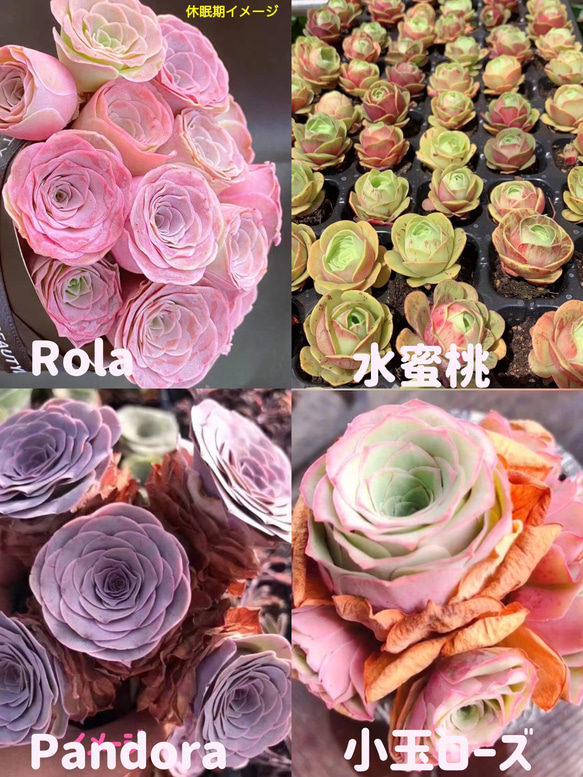 Top【選抜株】多肉植物　24951グリーノビア錦　54個　鉢無し/脱土 お買い得 多肉植物 グリーノビア 4点 セット販売 多肉植物 愛多肉-(AI