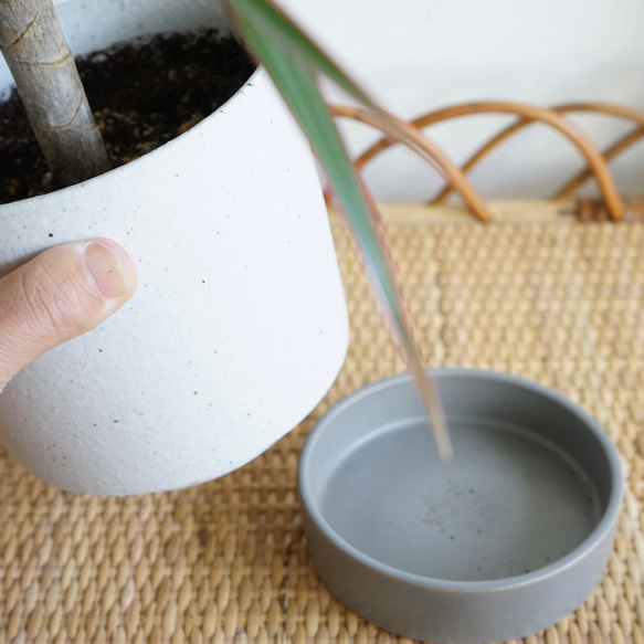 観葉植物　コンシンネ　鉢植え受け皿付き 3枚目の画像