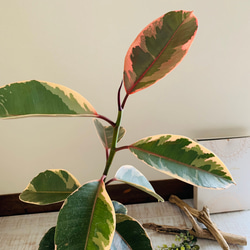 美しいゴムの木『フィカス ・ルビー』5号　ロング　白陶器鉢　観葉植物 インテリア 3枚目の画像
