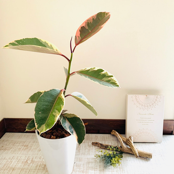 観葉植物　フィカス・ルビー　鉢付き