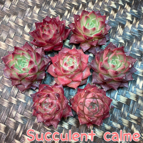 № 23☆サザエ☆韓国苗 新品種 多肉植物 カット苗 多肉植物 Succulent